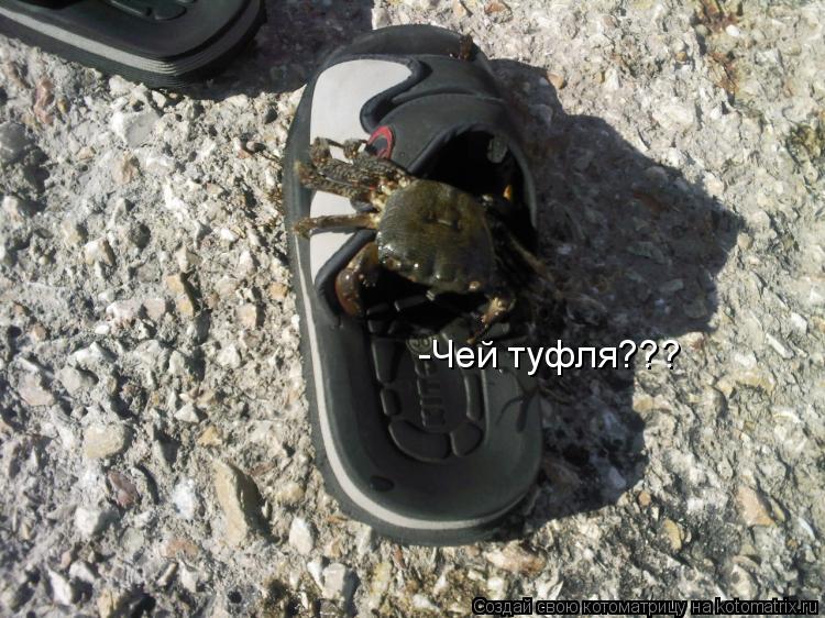 -Чей туфля???... Котоматрица: -Чей туфля???