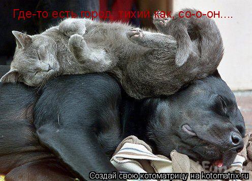 Где-то есть город, тихий как, со-о-он....... Котоматрица: Где-то есть город, тихий как, со-о-он....