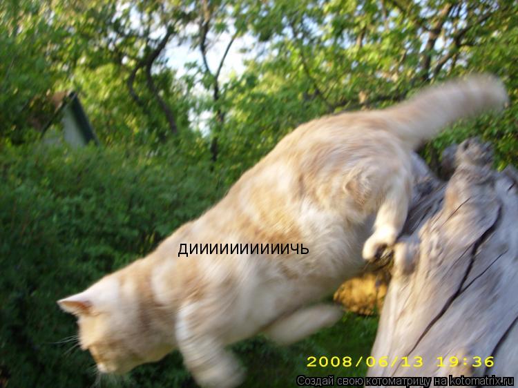 диииииииииичь... Котоматрица: диииииииииичь