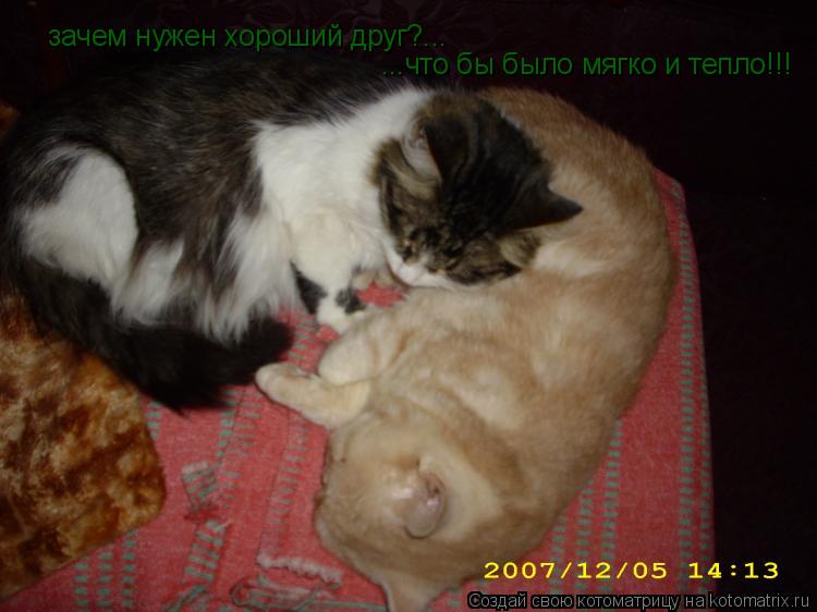 зачем нужен хороший друг?... ...что бы было мягко и тепло!!!... Котоматрица: зачем нужен хороший друг?... ...что бы было мягко и тепло!!!