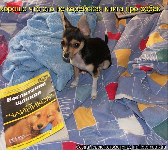 хорошо что это не корейская книга про собак... Котоматрица: хорошо что это не корейская книга про собак