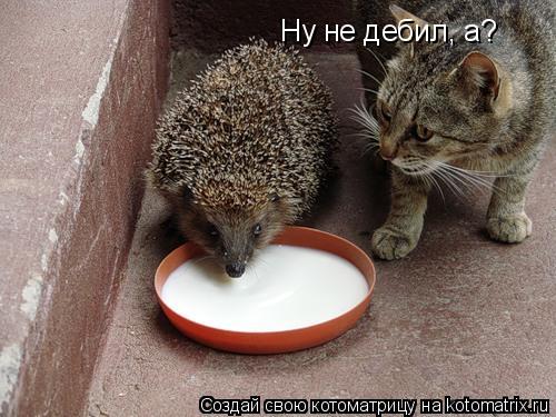 Котоматрица: Ну не дебил, а?