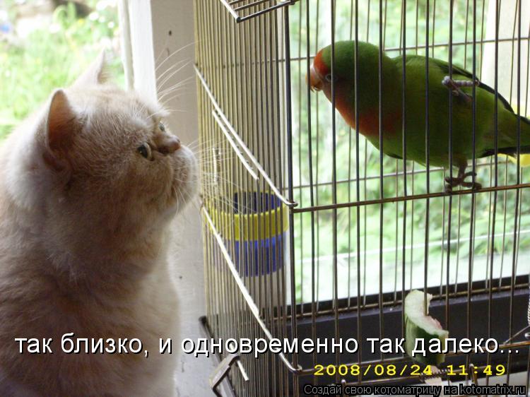 так близко, и одновременно так далеко...... Котоматрица: так близко, и одновременно так далеко...