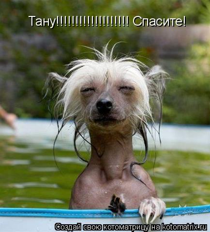 Тану!!!!!!!!!!!!!!!!!!! Спасите!... Котоматрица: Тану!!!!!!!!!!!!!!!!!!! Спасите!