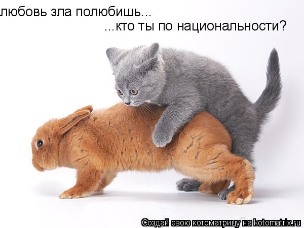 любовь зла полюбишь... ...кто ты по национальности?... Котоматрица: любовь зла полюбишь... ...кто ты по национальности?