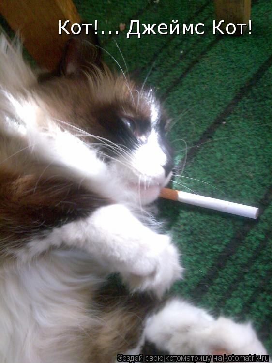 Кот!... Джеймс Кот!... Котоматрица: Кот!... Джеймс Кот!