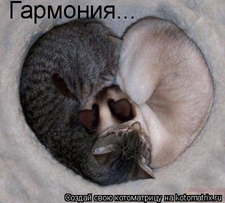 Гармония...... Котоматрица: Гармония...