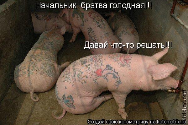 Начальник, братва голодная!!! Давай что-то решать!!!... Котоматрица: Начальник, братва голодная!!! Давай что-то решать!!!
