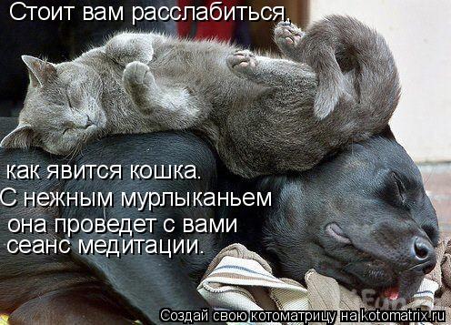 Стоит вам расслабиться, как явится кошка. С нежным мурлыканьем она проведет с вами сеанс медитации.... Котоматрица: Стоит вам расслабиться, как явится кошка. С нежным мурлыканьем она проведет с вами сеанс медитации.