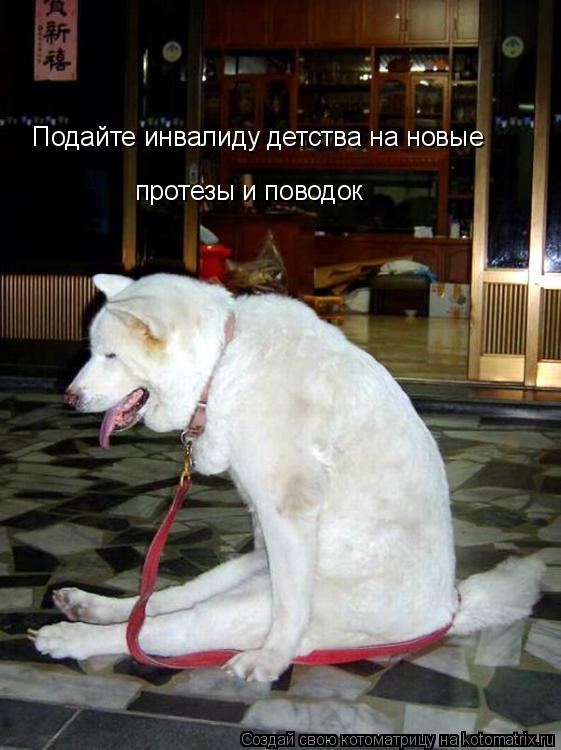 Подайте инвалиду детства на новые протезы и поводок... Котоматрица: Подайте инвалиду детства на новые протезы и поводок