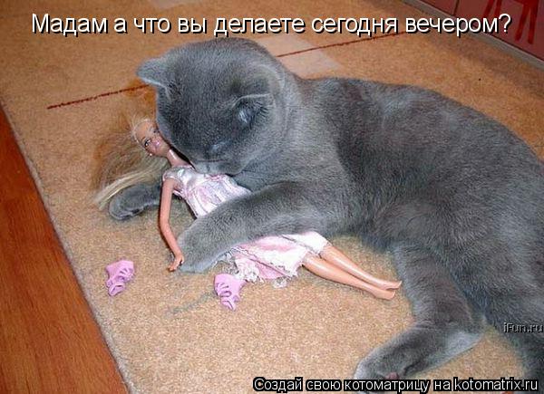 Мадам а что вы делаете сегодня вечером?... Котоматрица: Мадам а что вы делаете сегодня вечером?