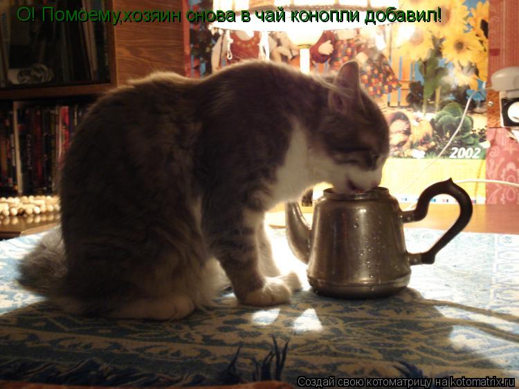 О! Помоему,хозяин снова в чай конопли добавил!... Котоматрица: О! Помоему,хозяин снова в чай конопли добавил!