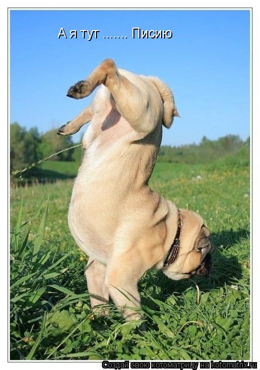 А я тут ....... Писию... Котоматрица: А я тут ....... Писию