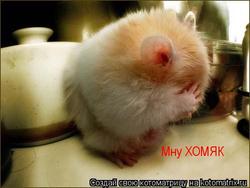 Мну ХОМЯК... Котоматрица: Мну ХОМЯК