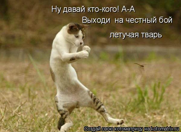 Ну давай кто-кого! А-А Выходи на честный бой летучая тварь... Котоматрица: Ну давай кто-кого! А-А Выходи на честный бой летучая тварь