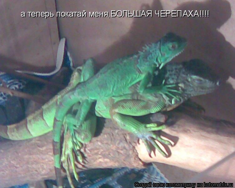 а теперь покатай меня,БОЛЬШАЯ ЧЕРЕПАХА!!!!... Котоматрица: а теперь покатай меня,БОЛЬШАЯ ЧЕРЕПАХА!!!!