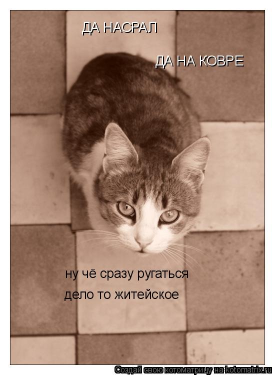 ДА НАСРАЛ ДА НА КОВРЕ нy чё сразу ругаться дело то житейское... Котоматрица: ДА НАСРАЛ ДА НА КОВРЕ нy чё сразу ругаться дело то житейское