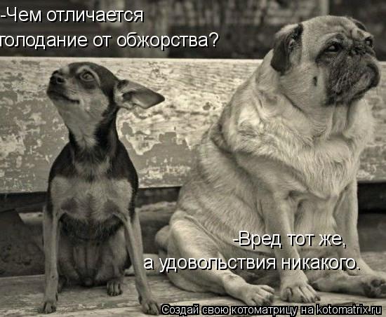 -Чем отличается голодание от обжорства? а удовольствия никакого. -Вред тот же,... Котоматрица: -Чем отличается голодание от обжорства? а удовольствия никакого. -Вред тот же,