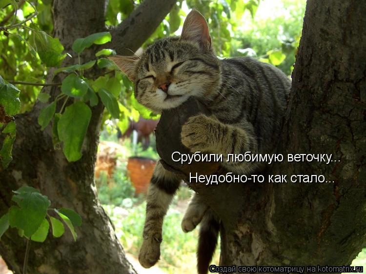 Срубили любимую веточку... Неудобно-то как стало...... Котоматрица: Срубили любимую веточку... Неудобно-то как стало...
