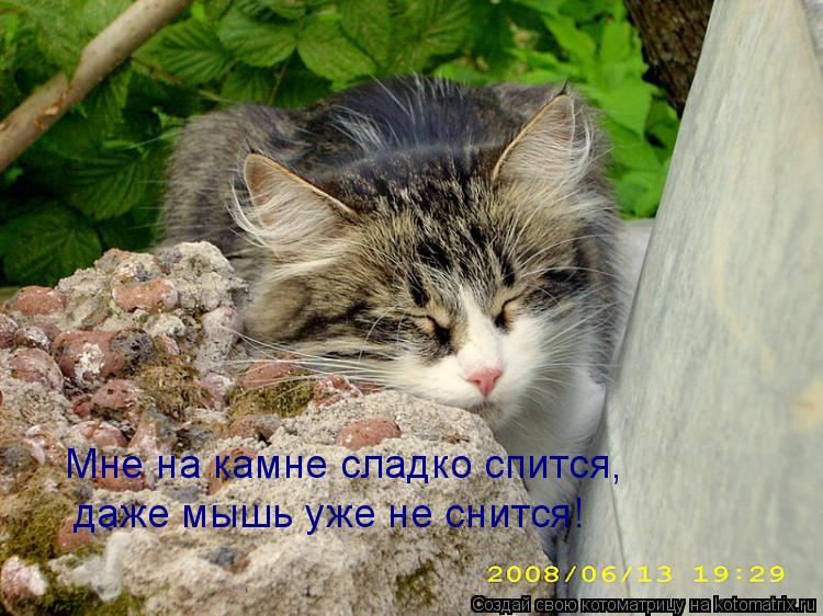 Мне на камне сладко спится, даже мышь уже не снится!... Котоматрица: Мне на камне сладко спится, даже мышь уже не снится!