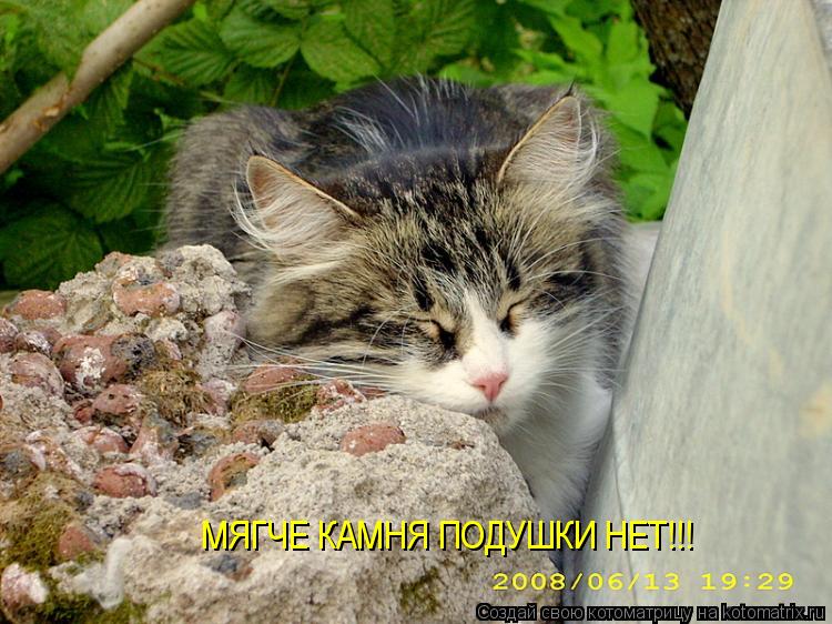МЯГЧЕ КАМНЯ ПОДУШКИ НЕТ!!!... Котоматрица: МЯГЧЕ КАМНЯ ПОДУШКИ НЕТ!!!