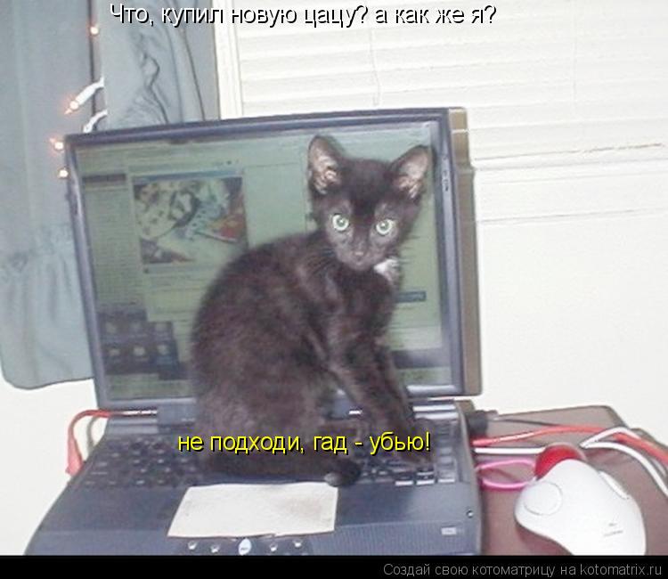 Что, купил новую цацу? а как же я? не подходи, гад - убью!... Котоматрица: Что, купил новую цацу? а как же я? не подходи, гад - убью!