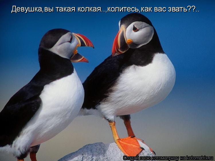 Девушка,вы такая колкая..,колитесь,как вас звать??..... Котоматрица: Девушка,вы такая колкая..,колитесь,как вас звать??..
