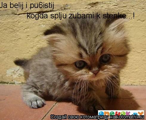 Ja belij i pu6istij kogda splju zubami k stenke...!... Котоматрица: Ja belij i pu6istij kogda splju zubami k stenke...!