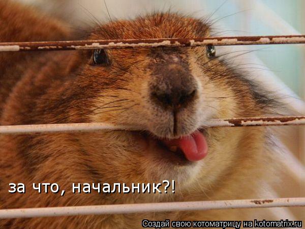 за что, начальник?!... Котоматрица: за что, начальник?!