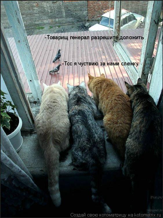 -Товарищ генерал разрешите доложить -Тсс я чуствию за нами слежку... Котоматрица: -Товарищ генерал разрешите доложить -Тсс я чуствию за нами слежку