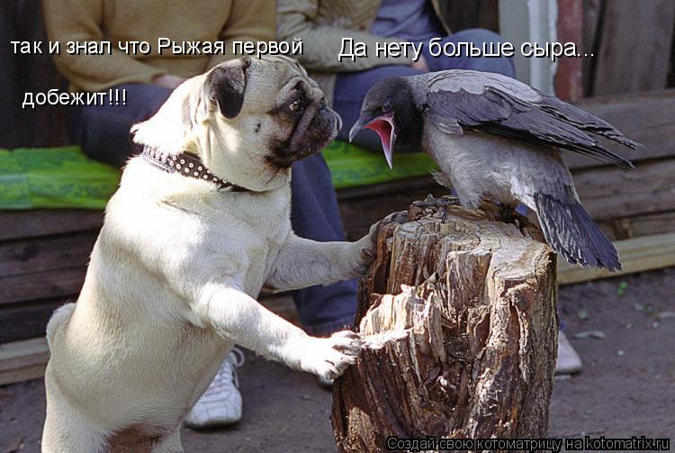 Да нету больше сыра... так и знал что Рыжая первой добежит!!!... Котоматрица: Да нету больше сыра... так и знал что Рыжая первой добежит!!!