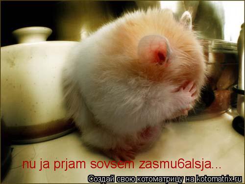 nu ja prjam sovsem zasmu6alsja...... Котоматрица: nu ja prjam sovsem zasmu6alsja...