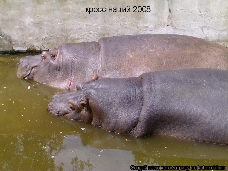 кросс наций 2008... Котоматрица: кросс наций 2008