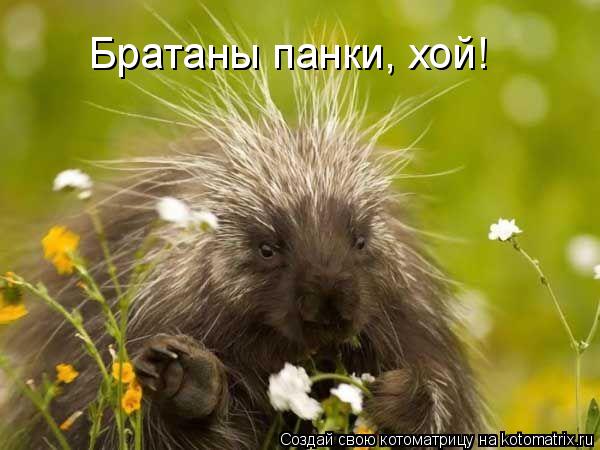 Братаны панки, хой!... Котоматрица: Братаны панки, хой!