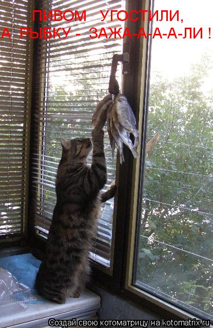 ПИВОМ УГОСТИЛИ, А РЫБКУ - ЗАЖА-А-А-А-ЛИ !... Котоматрица: ПИВОМ УГОСТИЛИ, А РЫБКУ - ЗАЖА-А-А-А-ЛИ !