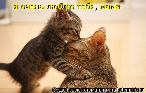 я очень люблю тебя, мама.... Котоматрица: я очень люблю тебя, мама.