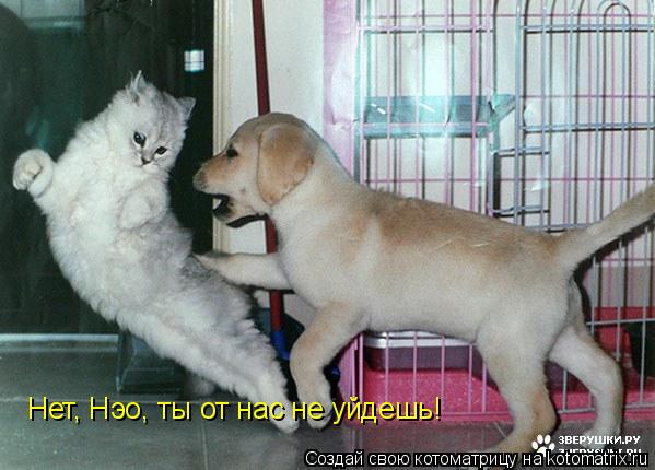 Нет, Нэо, ты от нас не уйдешь!... Котоматрица: Нет, Нэо, ты от нас не уйдешь!