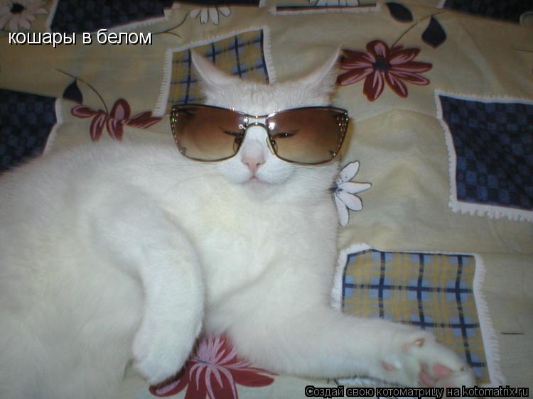 кошары в белом... Котоматрица: кошары в белом