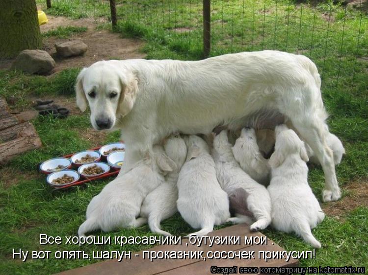 Котоматрица: Все хороши красавчики ,бутузики мои . Ну вот опять,шалун - проказник,сосочек прикусил! Ну вот опять,шалун - проказник,сосочек прикусил!
