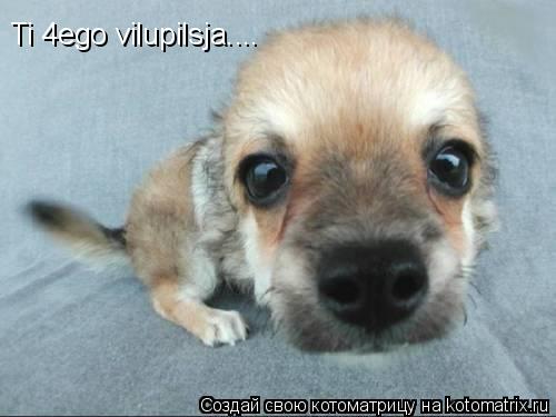 Ti 4ego vilupilsja....... Котоматрица: Ti 4ego vilupilsja....