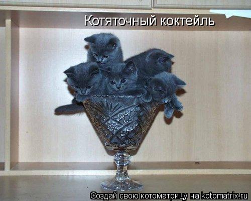 Котяточный коктейль... Котоматрица: Котяточный коктейль