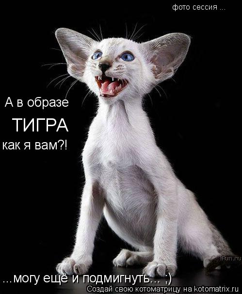 фото сессия ... А в образе ТИГРА как я вам?! ...могу ещё и подмигнуть... ;)... Котоматрица: фото сессия ... А в образе ТИГРА как я вам?! ...могу ещё и подмигнуть... ;)