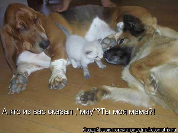 Котоматрица: А кто из вас скаэал ,"мяу"?Ты моя мама?!