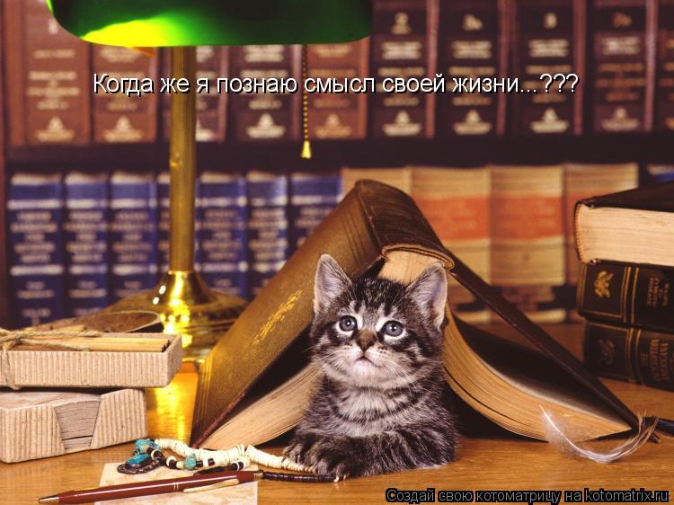 Когда же я познаю смысл своей жизни...???... Котоматрица: Когда же я познаю смысл своей жизни...???