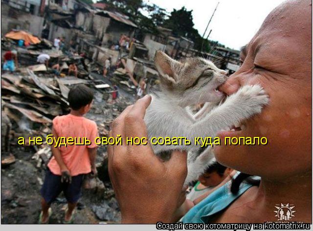 а не будешь свой нос совать куда попало... Котоматрица: а не будешь свой нос совать куда попало