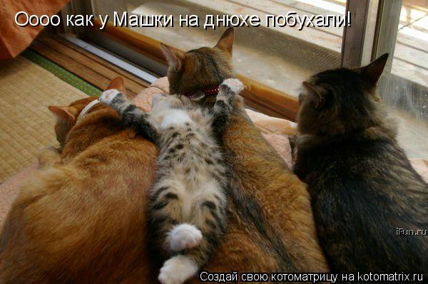 Оооо как у Машки на днюхе побухали!... Котоматрица: Оооо как у Машки на днюхе побухали!