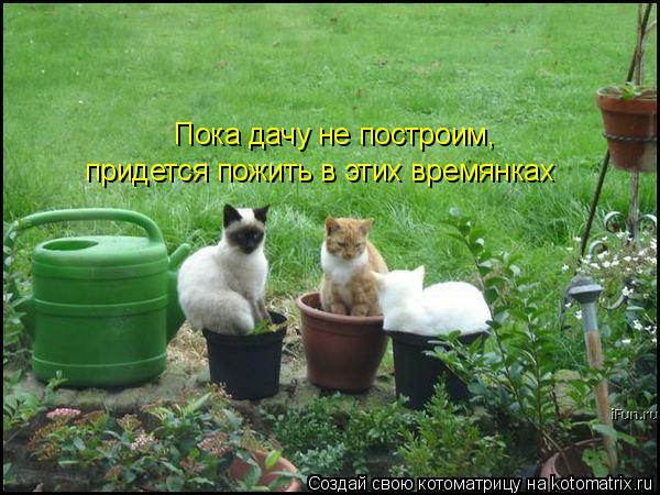 Пока дачу не построим, придется пожить в этих времянках... Котоматрица: Пока дачу не построим, придется пожить в этих времянках