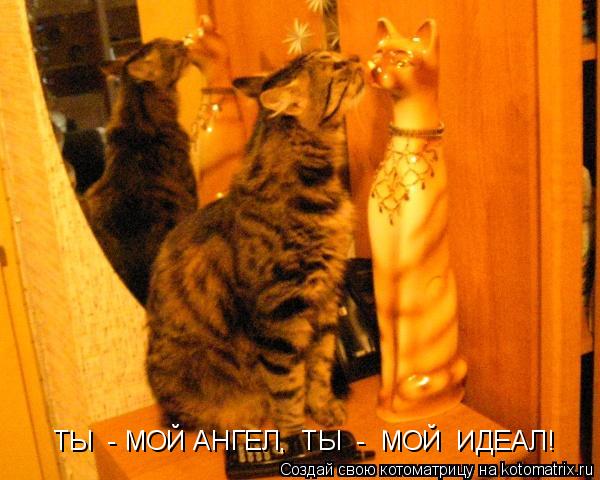 ТЫ - МОЙ АНГЕЛ, ТЫ - МОЙ ИДЕАЛ!... Котоматрица: ТЫ - МОЙ АНГЕЛ, ТЫ - МОЙ ИДЕАЛ!