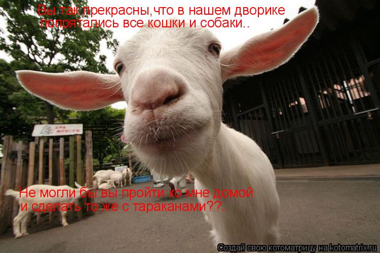 Вы так прекрасны,что в нашем дворике попрятались все кошки и собаки.. Не могли бы вы пройти ко мне до... Котоматрица: Вы так прекрасны,что в нашем дворике попрятались все кошки и собаки.. Не могли бы вы пройти ко мне домой и сделать то же с тараканами??..