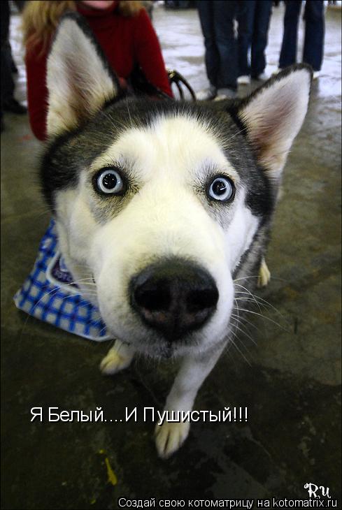 Я Белый....И Пушистый!!!... Котоматрица: Я Белый....И Пушистый!!!
